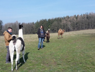 Exkurze na velbloudí farmu 2016